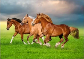 Castorland 54084 Puzzle Kone v jarnom zhone