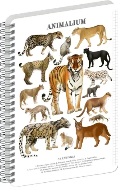 NOTIQUE Animalium - Mačkovité šelmy / Špirálový blok / A4 / štvorčekový