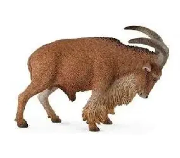 Collecta Paovce hrivnatá