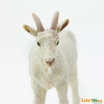 Safari Ltd. Safari Ltd. Koza domáca "Nanny"