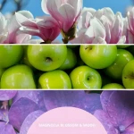 Millefiori Milano Magnolia Blossom Wood staroružová / Vonný difuzér / 100 ml (77MDMW)