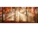 Panoramatický obraz na plátne Jesenný les, 140x60 cm%
