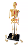 Learning Resources Learning Resources Anatomický model ľudskej kostry