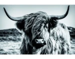 Obraz na plátne Škótska krava 90x60 cm, čiernobiela%