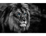Obraz na plátne Lev s modrými očami, 118x78 cm%