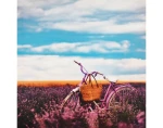 Obraz na plátne Bicykel v levanduli, 50x50 cm%