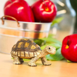 Safari Ltd. Safari Ltd. Mláďa korytnačky