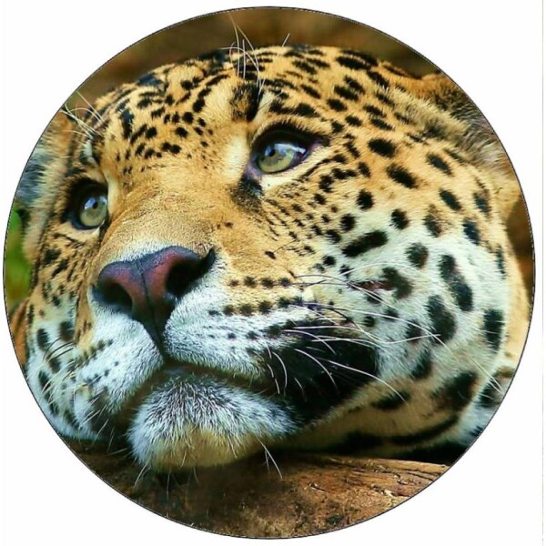 Jedlý papier Jaguár 19,5 cm - Pictu Hap - Pictu Hap
