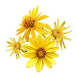 ARNICA Montana granule 4 g (CH9)