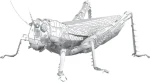 Metal Earth 3D puzzle Lúčny koník