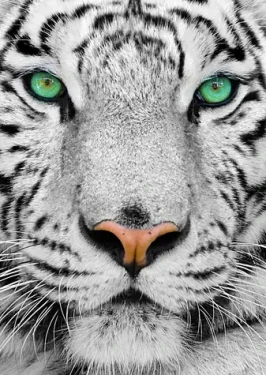 ENJOY Puzzle Biely sibírsky tiger