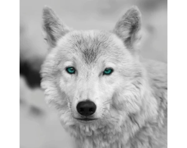 Obraz na stenu Arktický vlk, čiernobiely%