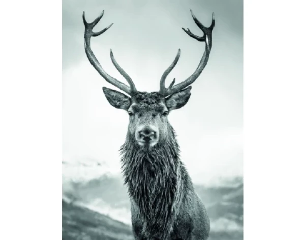 Obraz na plátne Jeleň 46x61 cm, čiernobiely%