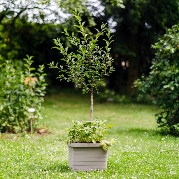 Plastia Samozavlažovací veľkoobjemový truhlík Berberis UNO taupe 45 cm