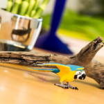 Safari Ltd. Safari Ltd. Ara ararauna