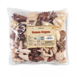 Safari Ltd. Safari Ltd. Ľudské orgány