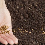 AGRO NATURA Substrát na výsev 10 l