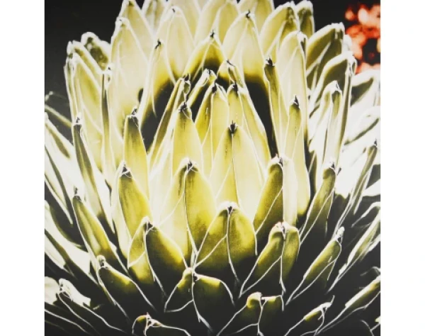 Obraz na plátne Agáve kráľovská, 80x80 cm%