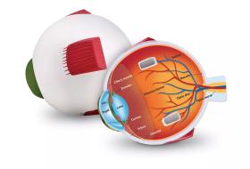 Learning Resources Learning Resources Penový model oka