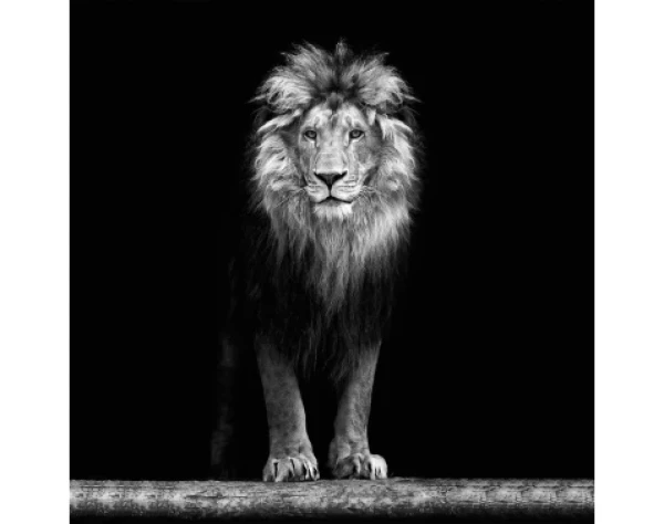 Obraz na stenu Lev, 35x35 cm%