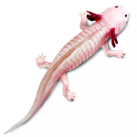Safari Ltd. Safari Ltd. Figúrka - Axolotl