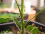AGRO NATURA Prírodný prostriedok na smutnice 50 ml