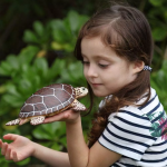 Safari Ltd. Safari Ltd. Figúrka - Morská korytnačka