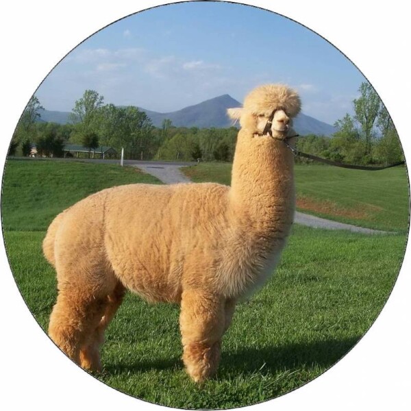 Jedlý papier lama 19,5 cm - Pictu Hap - Pictu Hap