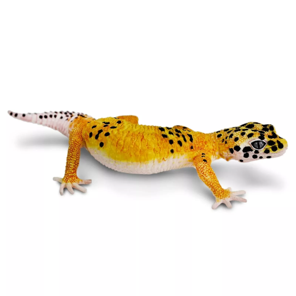 Safari Ltd. Safari Ltd. Figúrka - Gekončík nočný