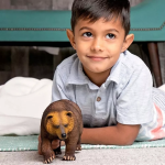 Safari Ltd. Safari Ltd. Figúrka - Medveď Grizzly