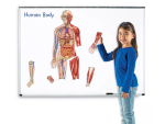 Learning Resources Learning Resources Obojstranné magnetické ľudské telo