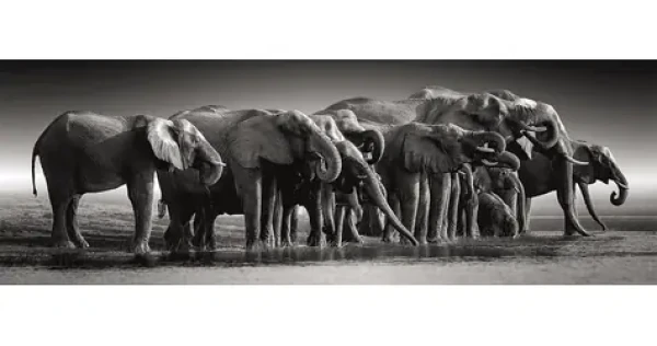 Clementoni 39895 Panoramatické puzzle Stádo obrov 1000 dielikov