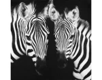 Obraz na plátne Zebry, 50x50 cm%