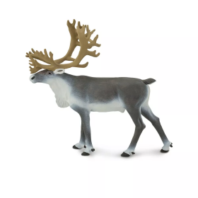 Safari Ltd. Safari Ltd. Sob polárny