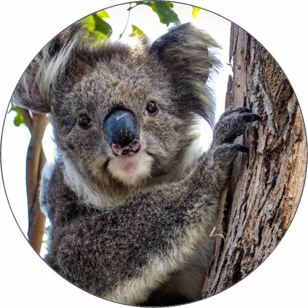 Jedlý papier medvěd koala 19,5 cm - Pictu Hap - Pictu Hap
