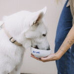 Bella Rose Porcelánová miska Dej pac 450 ml