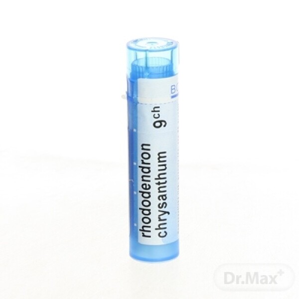 RHODODENDRON CHRYSANTHUM CH9 1x4 g