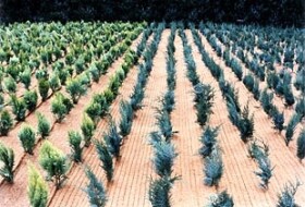 Kokosová mulčovacia rohož s PP sieťovinou a fóliou – Geomat K-PF 530 g/m² 1,2×30 m [36 m²]