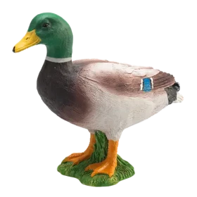 Mojo Kačica divoká káčer