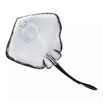 Safari Ltd. Safari Ltd. Figúrka - Rajnok