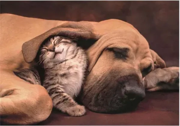 Clementoni 35583 Puzzle Maznanie 500 dielikov