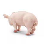 Safari Ltd. Safari Ltd. Figúrka - Kanec ošípanej domácej