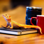 Safari Ltd. Safari Ltd. Figúrka - Agama bradatá