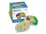 Learning Resources Learning Resources Anatomický model mozgu