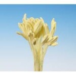 Pestíky Mečík, Gladiola žlté zväzok - Hamilworth - Hamilworth