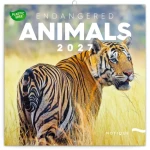 NOTIQUE Poznámkový kalendár Ohrozené druhy 2027 / Kalendár / 30 × 30 cm / Plastic Free