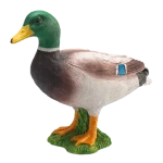 Mojo Kačica divoká káčer