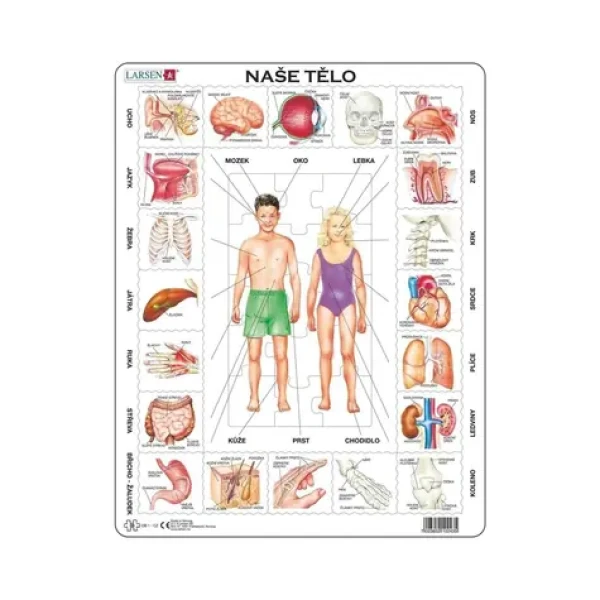 Dino Puzzle naše telo