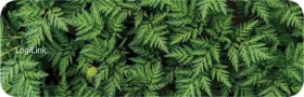 LogiLink ID0169 / Podložka pod zápästie zelená (ID0169)