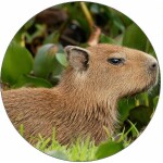 Jedlý papier capybara v tráve 19,5 cm - Pictu Hap - Pictu Hap